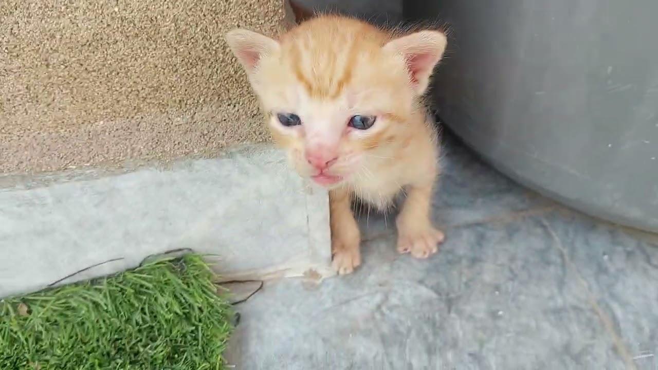Mama Cat Hates The Orphan Kitten 😾🐾 He Just Wanted To Play With Her Kittens 
