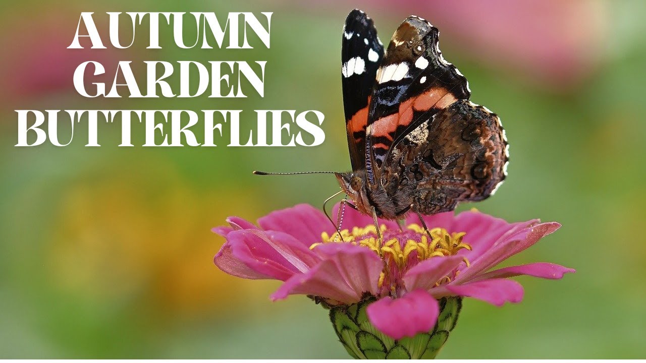 Amazing UK Butterflies to Look Out for in Your Garden This Autumn