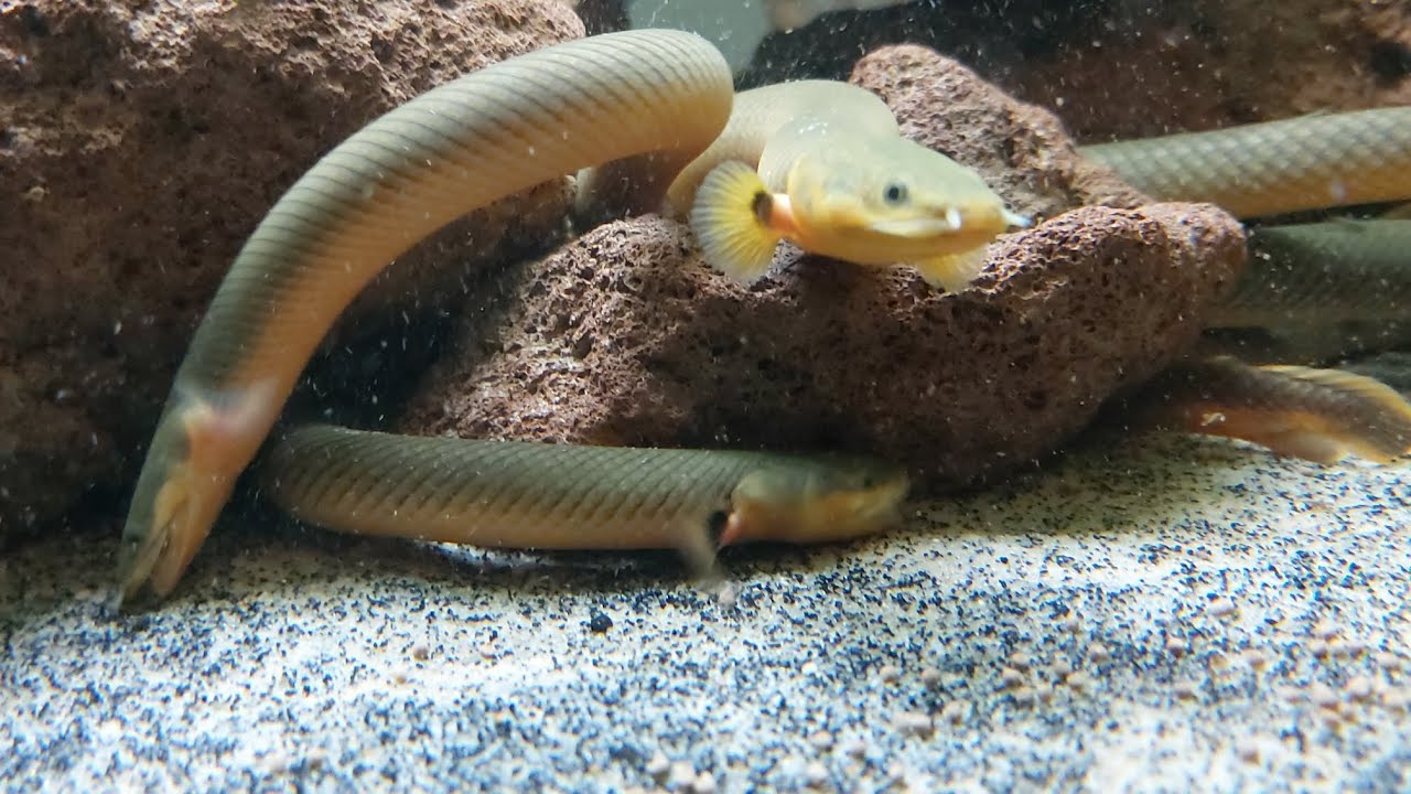 A Rope/Reed Fish Care Guide And Other Information About Them