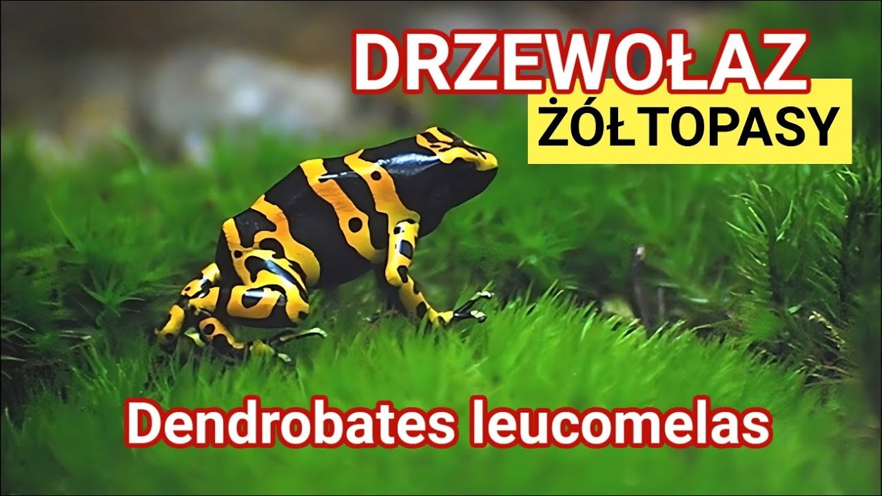 DENDROBATES LEUCOMELAS - TERRARIUM Z DRZEWOŁAZAMI – Aktualizacja i Pierwsze Obserwacje Żabek