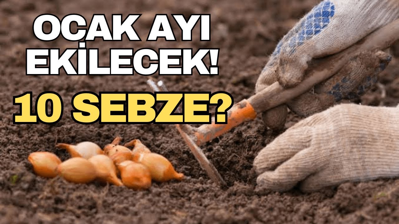 OCAK AYINDA EKİLECEK SEBZELER NELERDİR? (Kış Mevsimi Ekilecek Ürünler?)
