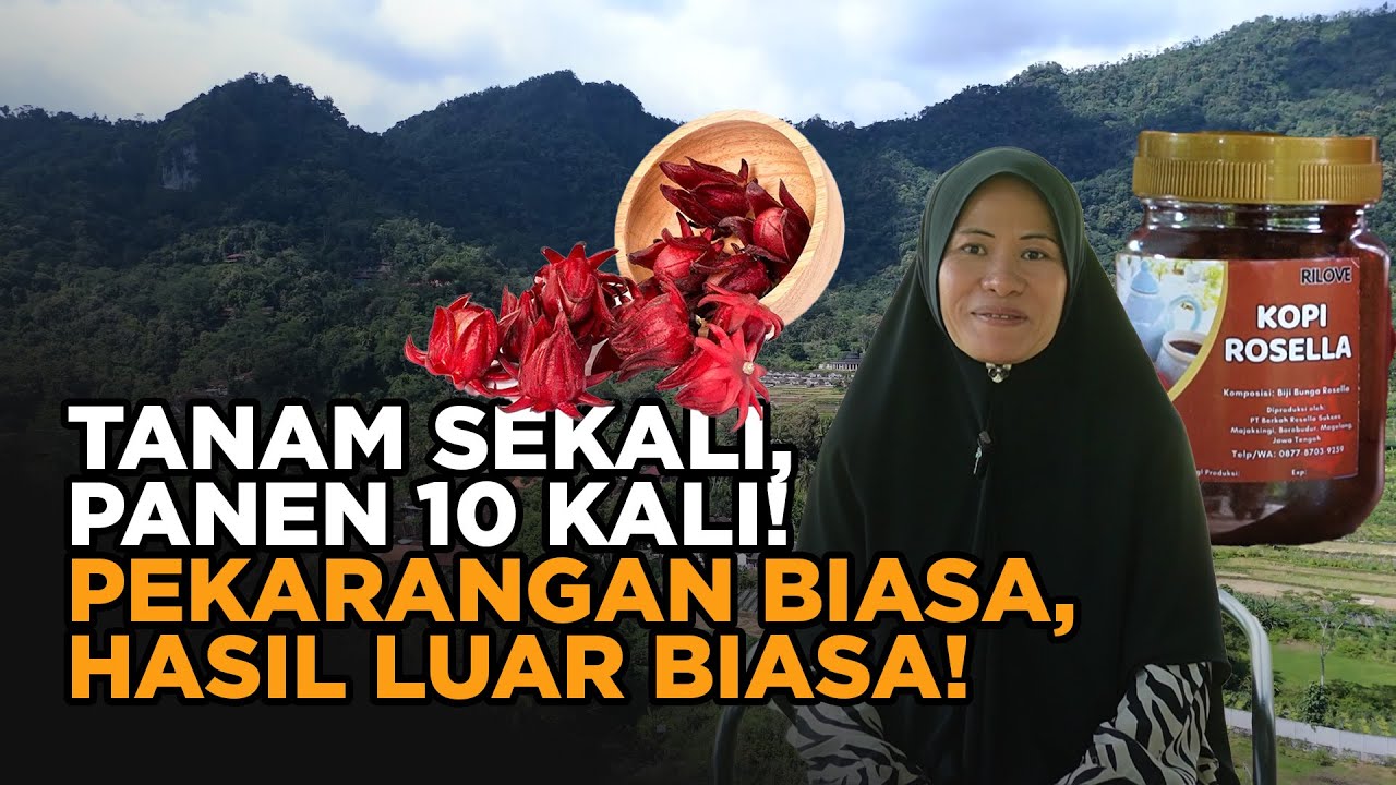 Tanaman Rosela, Kaya Manfaat & Cuan! Cocok untuk Petani & Peternak