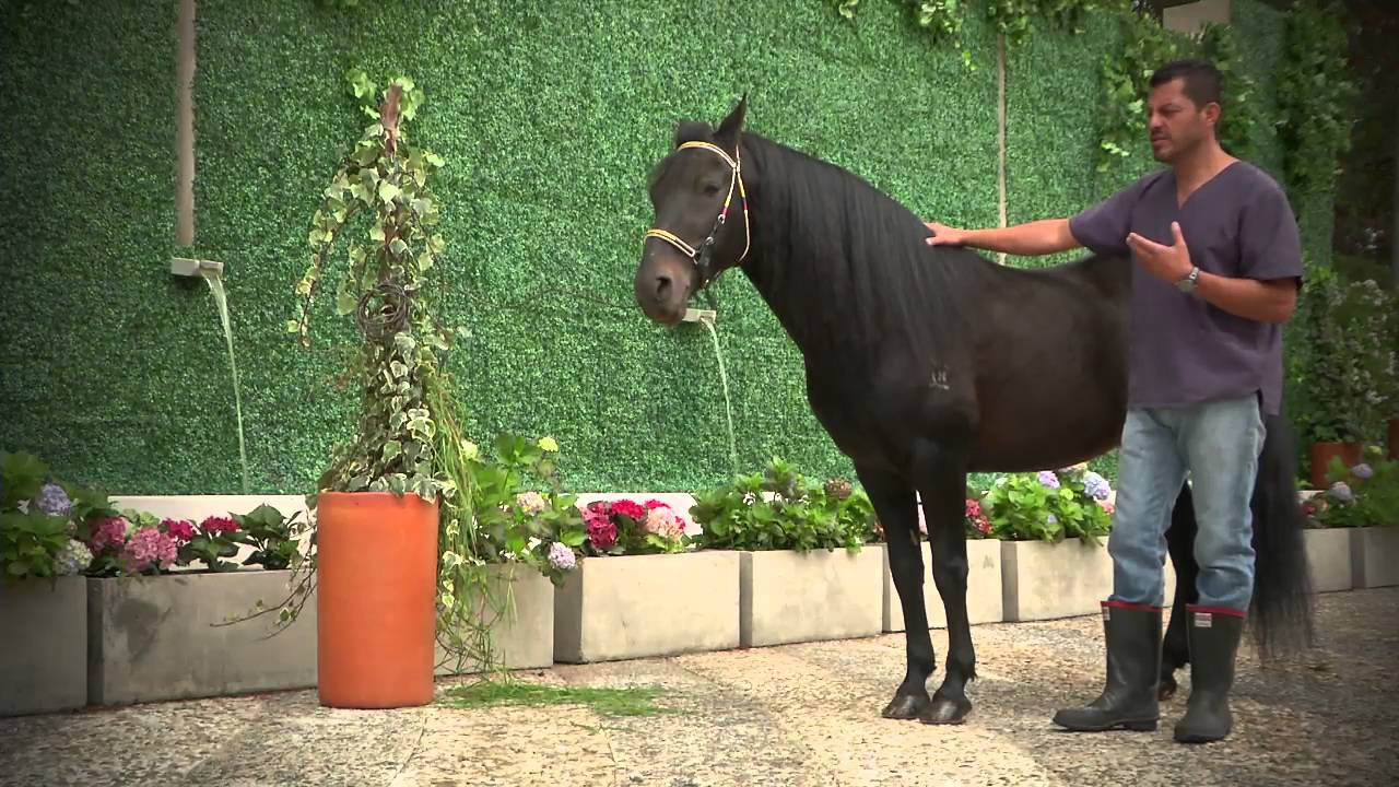 Personaje Panorama Dulce Sueno de Lusitania Caballo de Paso Fino