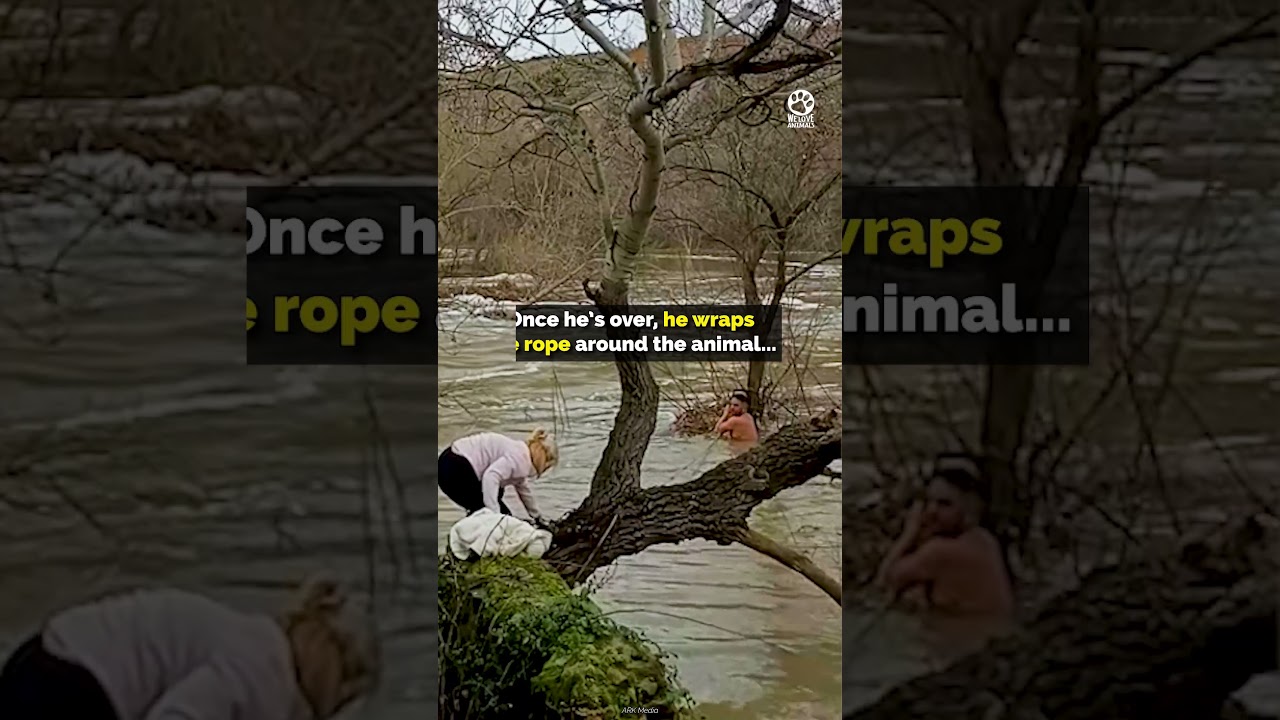 Man Risks His Life in Freezing River to Save Dog Swept Away by Current 😰