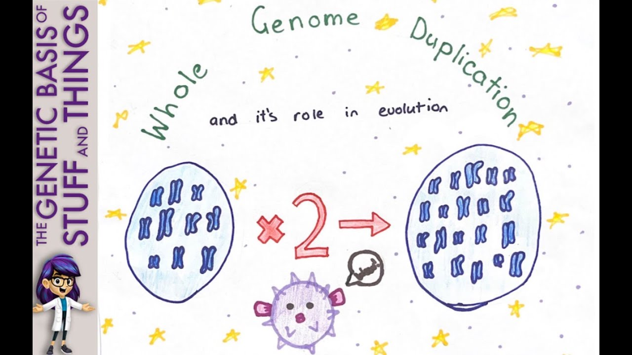 Whole genome duplication: Pufferfish and the key to understanding evolution on a larger scale