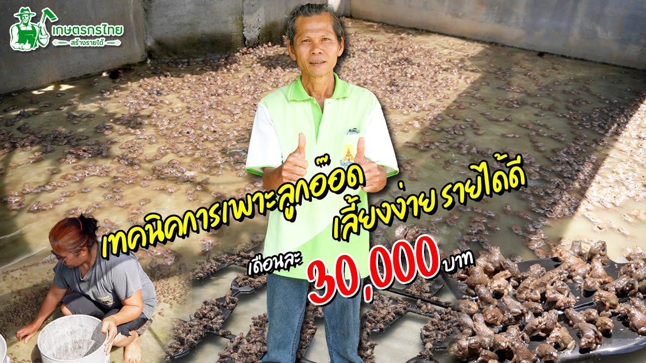 เทคนิคการเพาะลูกอ๊อด ขยายพันธุ์เยอะเลี้ยงง่าย สร้างรายได้ 30,000 บาท/เดือน l ชมสวนเกษตรกรไทย Ep248