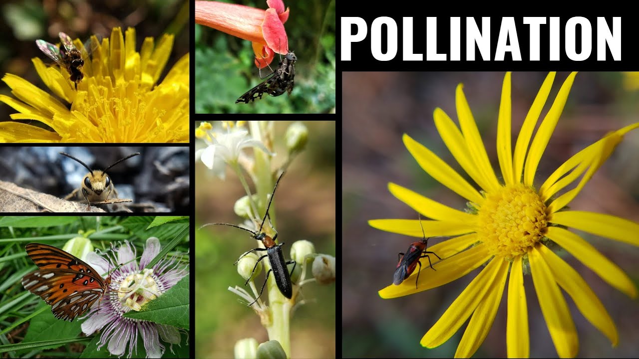 Eco Bite - Episode 22 - Discover Pollination