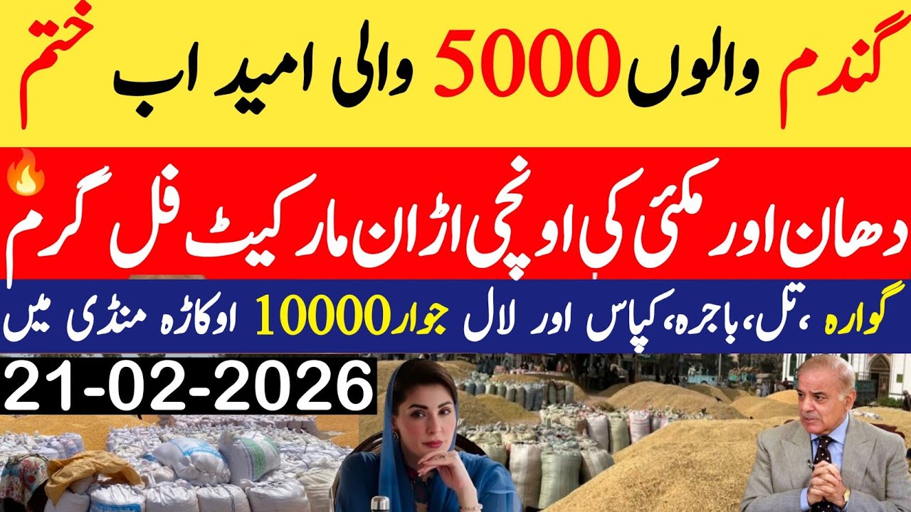 Today Wheat price in punjab//گندم کا ریٹ2026/munji makki till sarso/Galla mandi rate today 2026