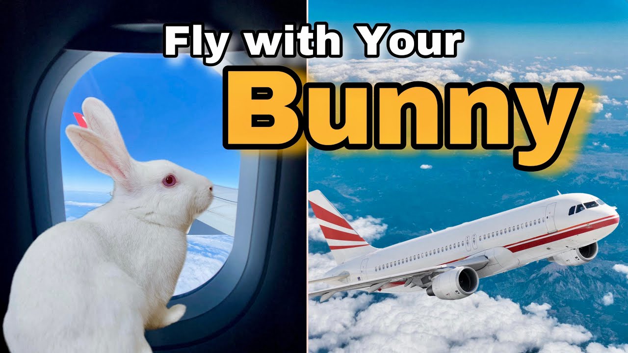 How to Travel with a Rabbit | Bunny Air Travel Guide