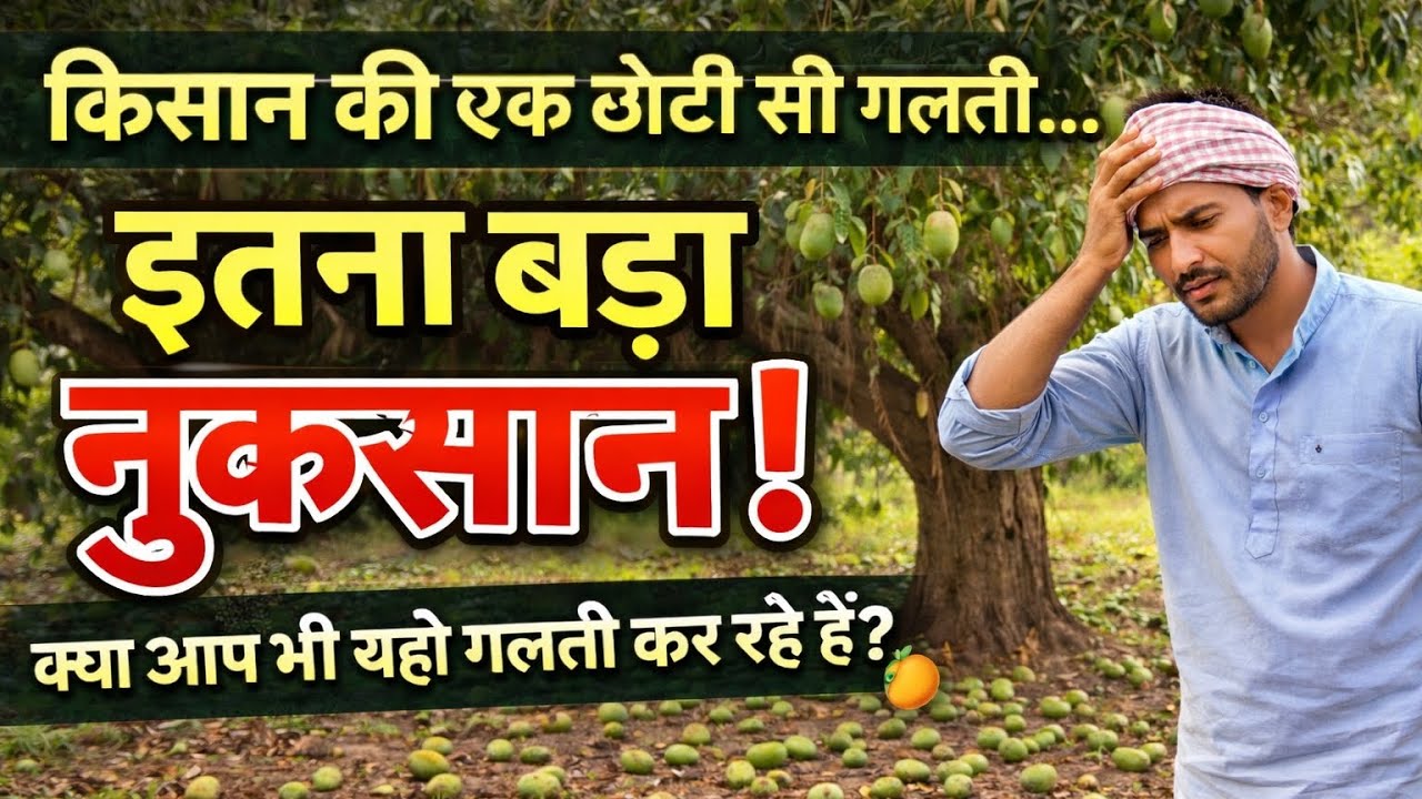 किसान की एक छोटी सी गलती |छोटे आम गिरने कीअसली वजह|Mango Fruit Drop Solution|kesar mango|Tapi farmer