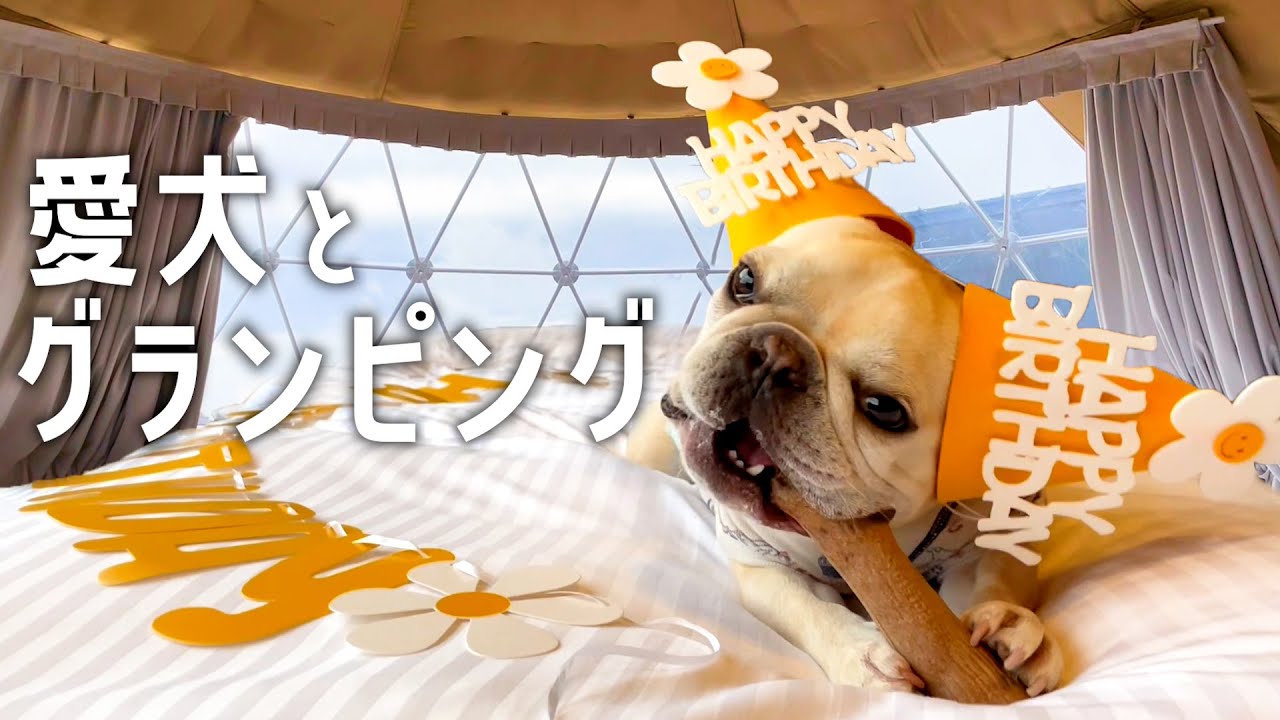 山中湖の豪華なグランピングで誕生日を迎えるフレンチブルドッグ