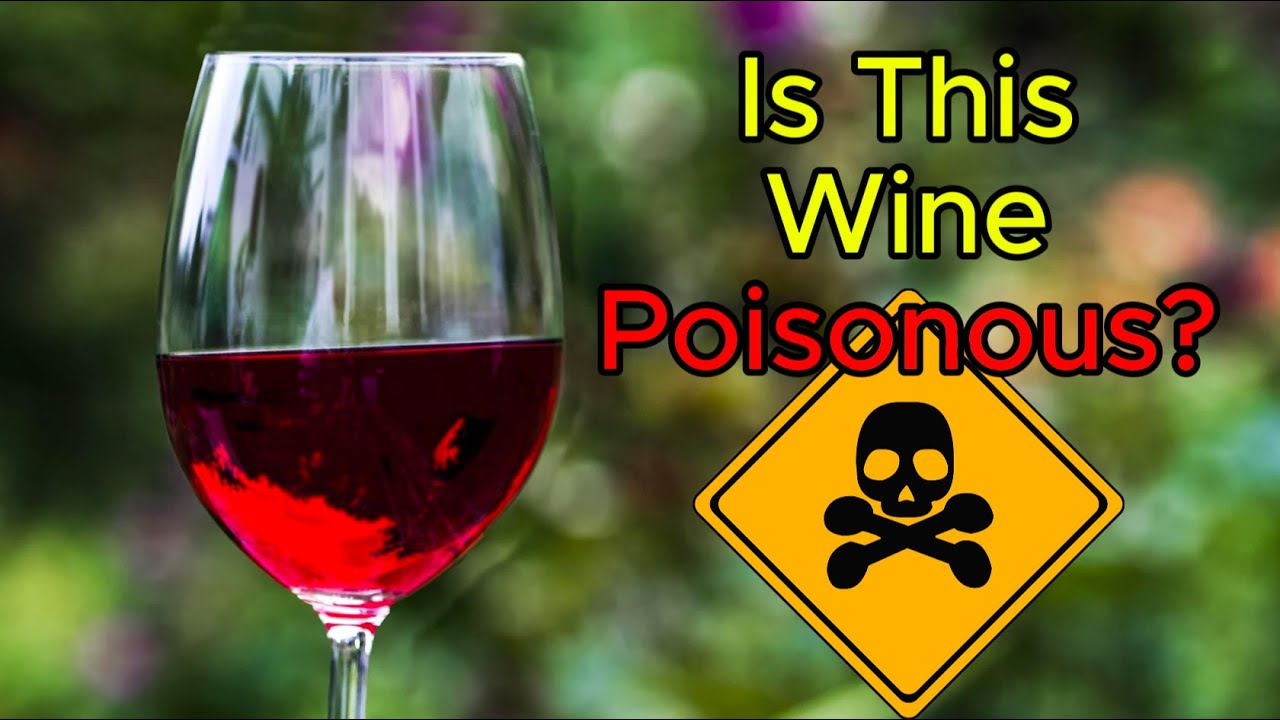 Are Elderberries Poisonous?