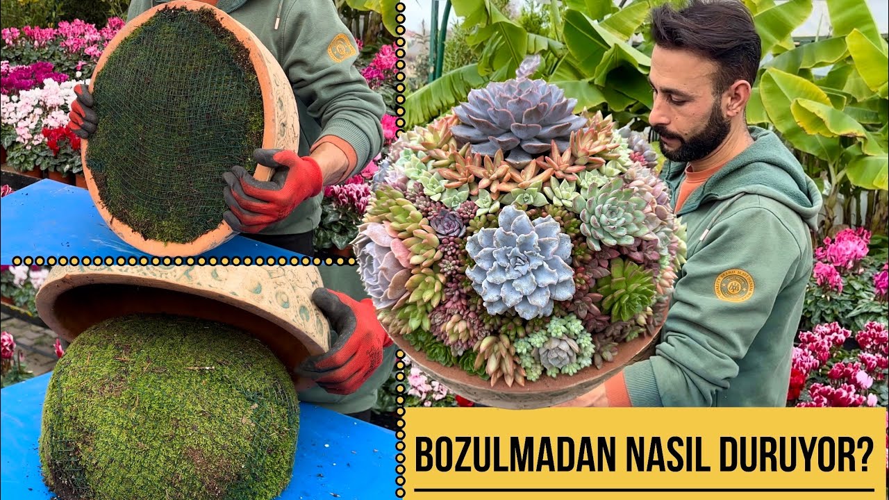 Yosunla dene sonu&ccedil; m&uuml;kemmel❗️kocaman sukulent aranjman yaptık❗️#succulents #plants #yosun