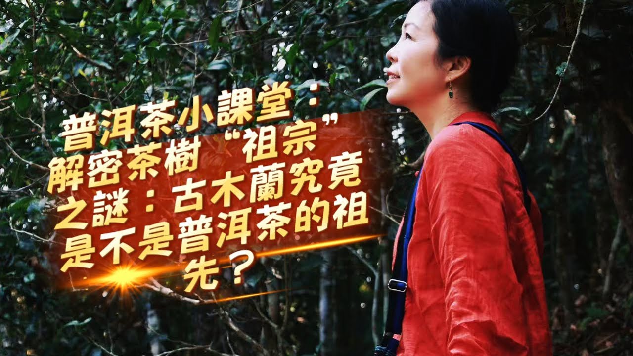 普洱茶小課堂:#解密茶樹“祖宗”之謎，#古木蘭究竟是不是普洱茶的祖先？