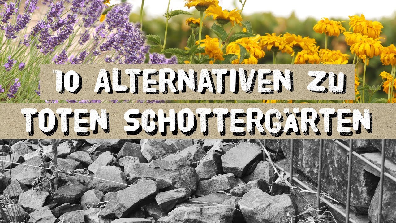 Verbot von Schottergärten? Pflegeleichte, insektenfreundliche Pflanzen statt versteinerte Gärten