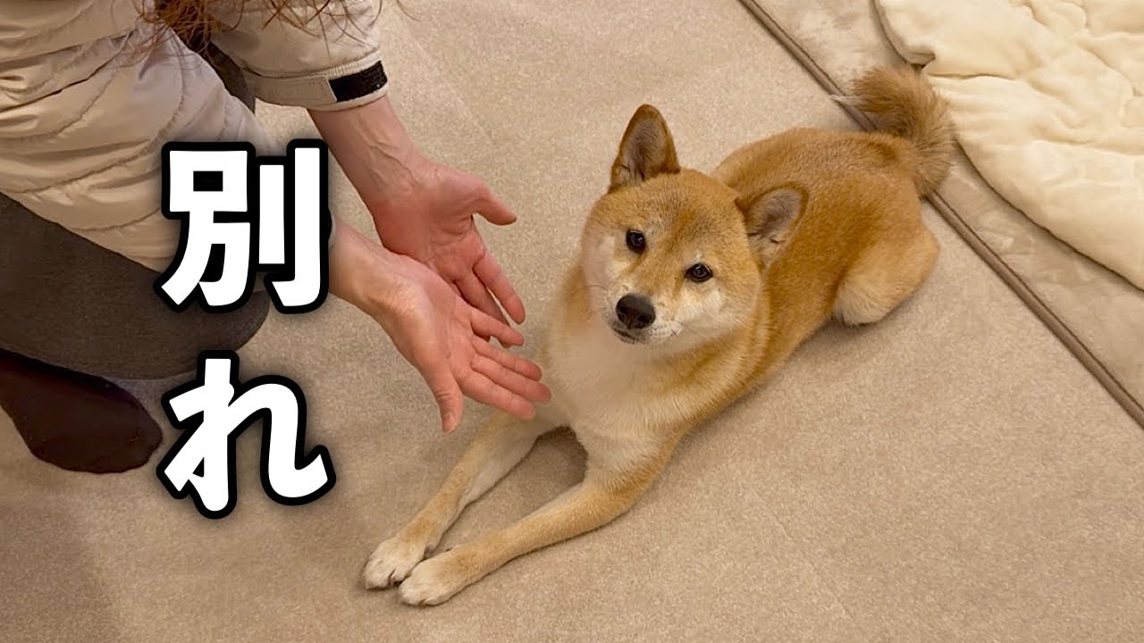 ずっと可愛がってくれた両親とお別れしました