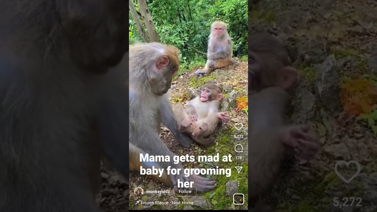 Mama monkey gets mad at baby for grooming her