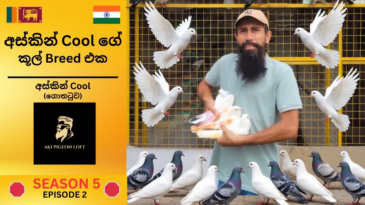 👑කිං කූල්ගේ,Cool බ්‍රීඩ් එක 🕊️ 🛑Part 02