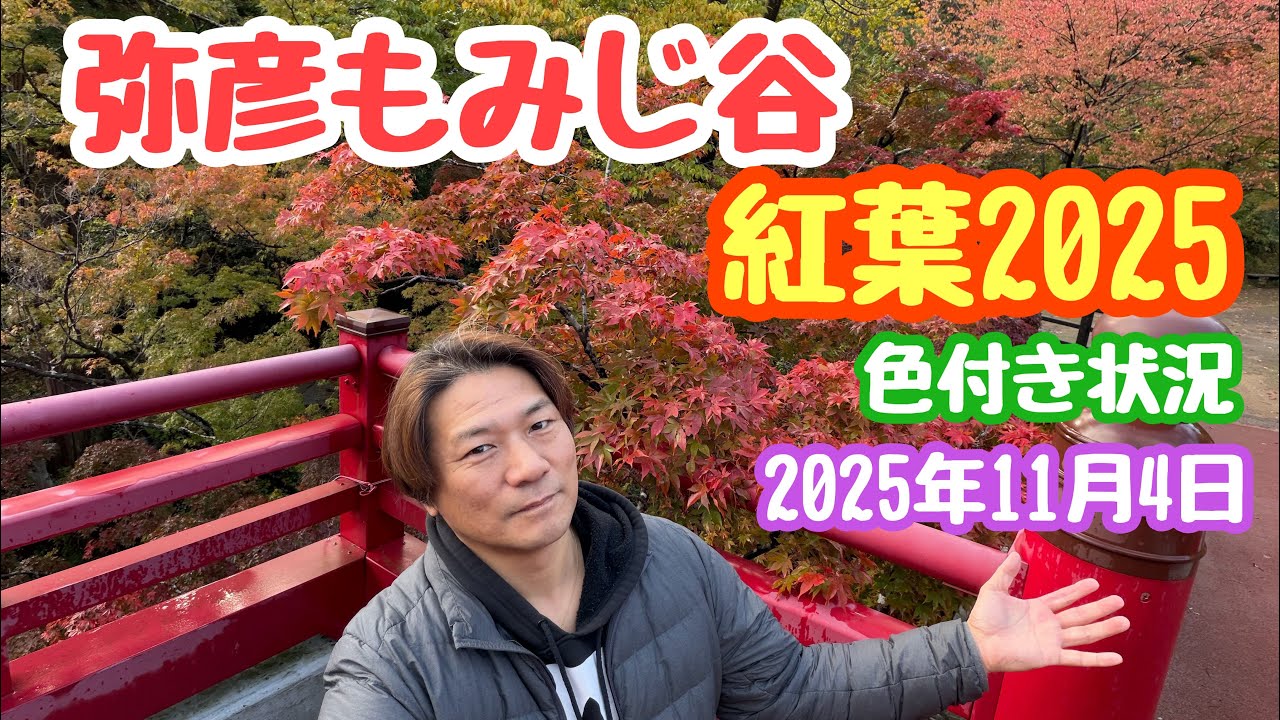 2025年11月4日弥彦もみじ谷の紅葉 色付き状況 新潟県西蒲原郡弥彦村 