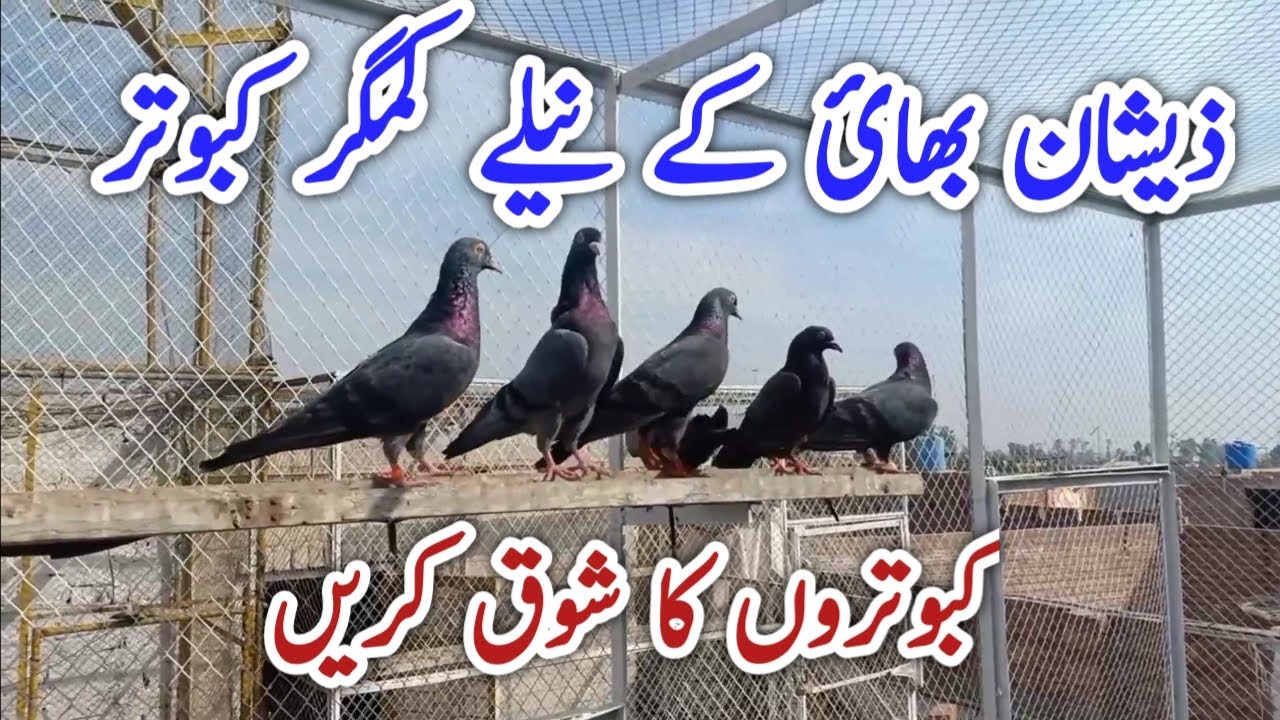 Original Neelay Kamgar Kabootar || kasuri neely kamagar kabutar