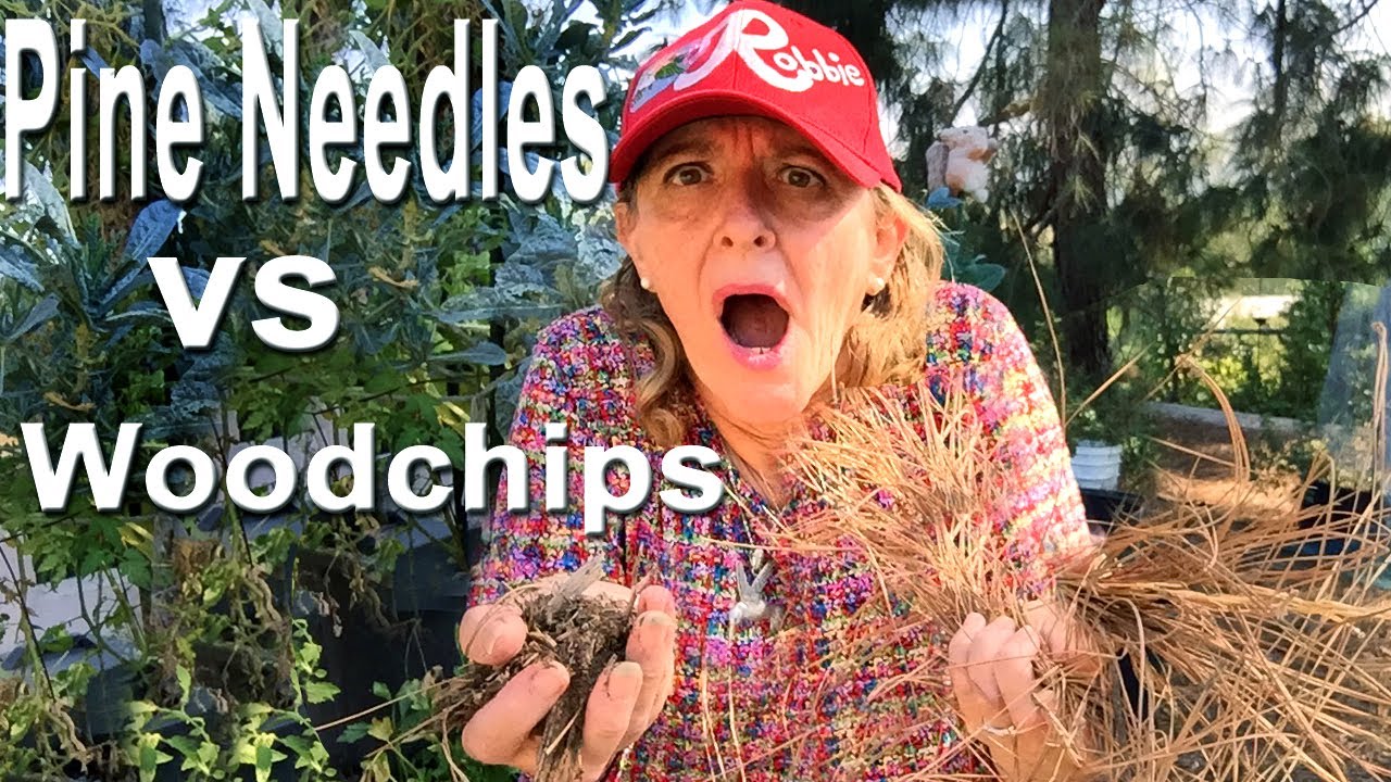 Gardening Ideas for Home Garden, Pine Needles for Mulch or Composting, Making Soil Container Garden