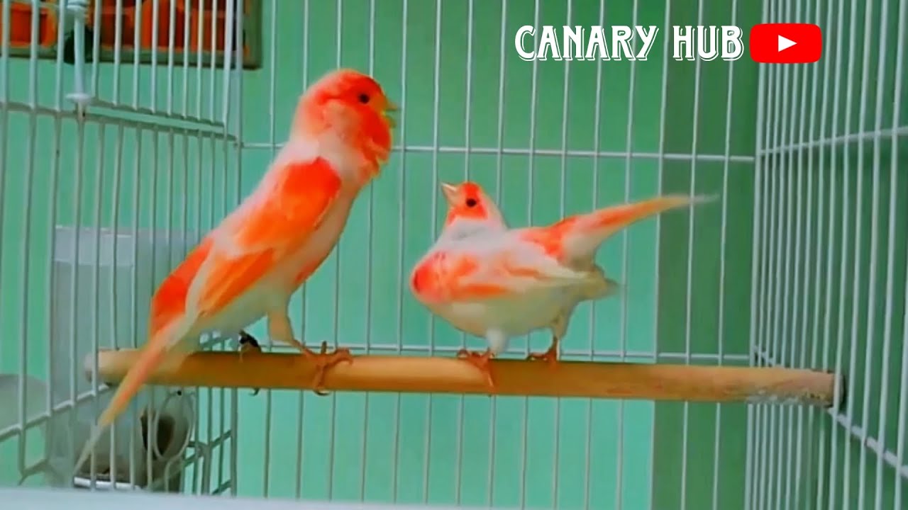 Mosaic Canary mating nonstop #1 #canary #canarybirds #canarysongs