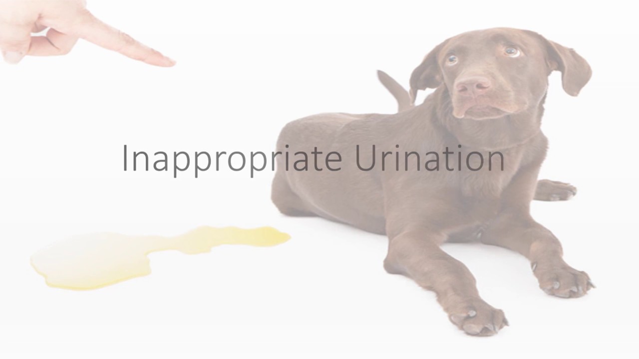 How to Prevent Inappropriate Urination in your Puppy or Dog