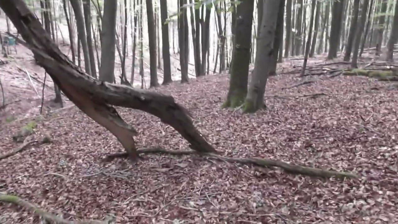 Tour der Verlorene Vergessene Gesprengten Bunker im Wald Teil (1)