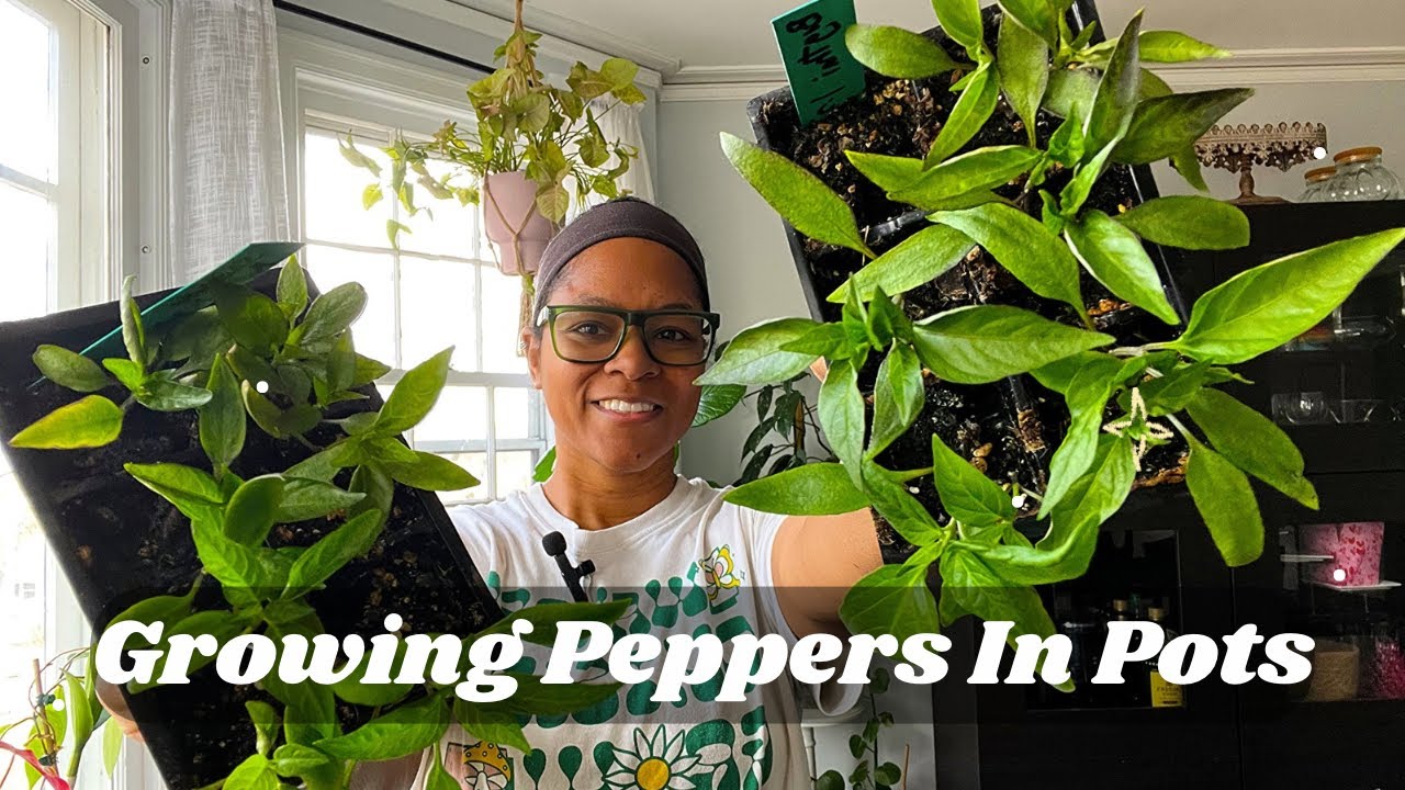 Potting up Pepper Seedlings | Temu Order | Starting Micro Pepper Seeds | Growing Peppers In Pots