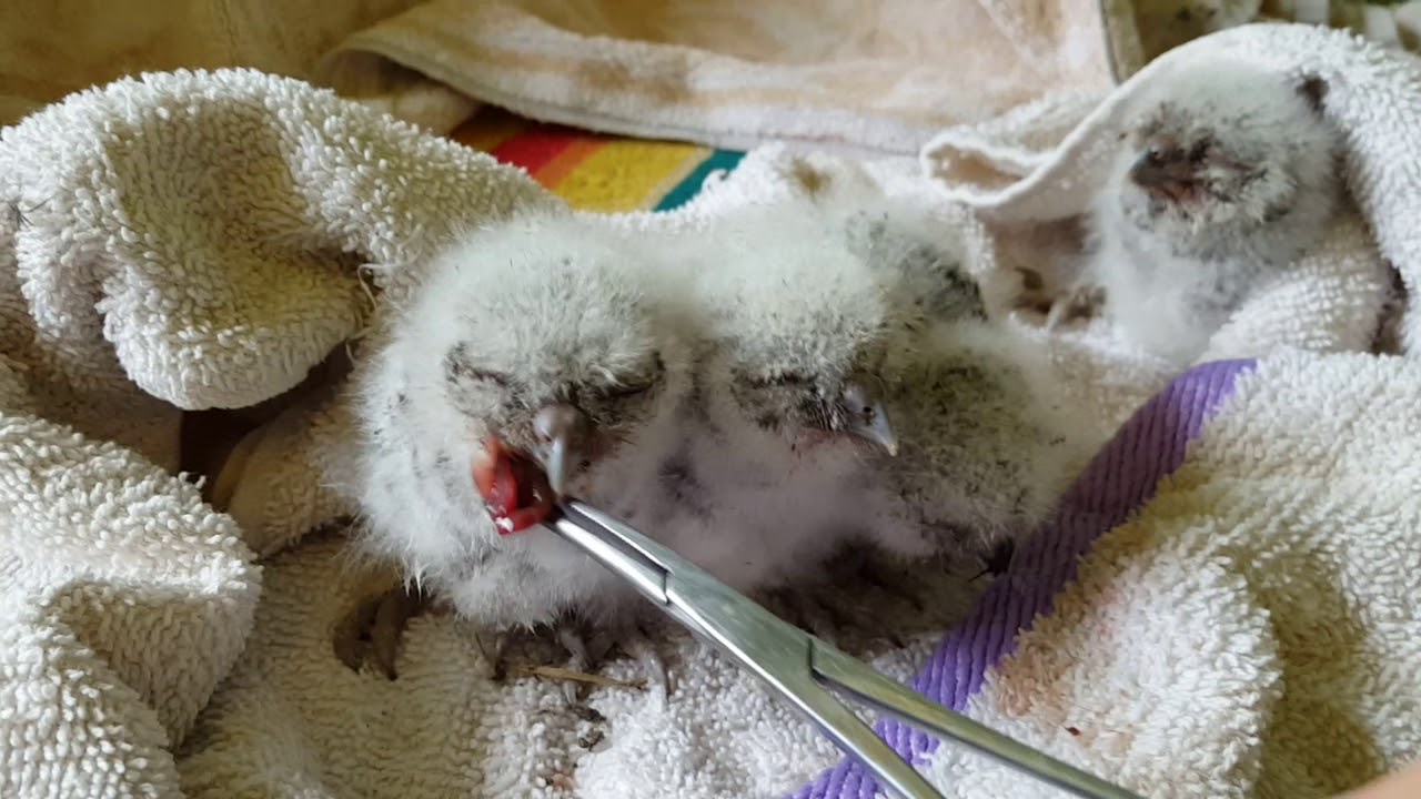Feeding 4 Baby Eastern Screech Owls