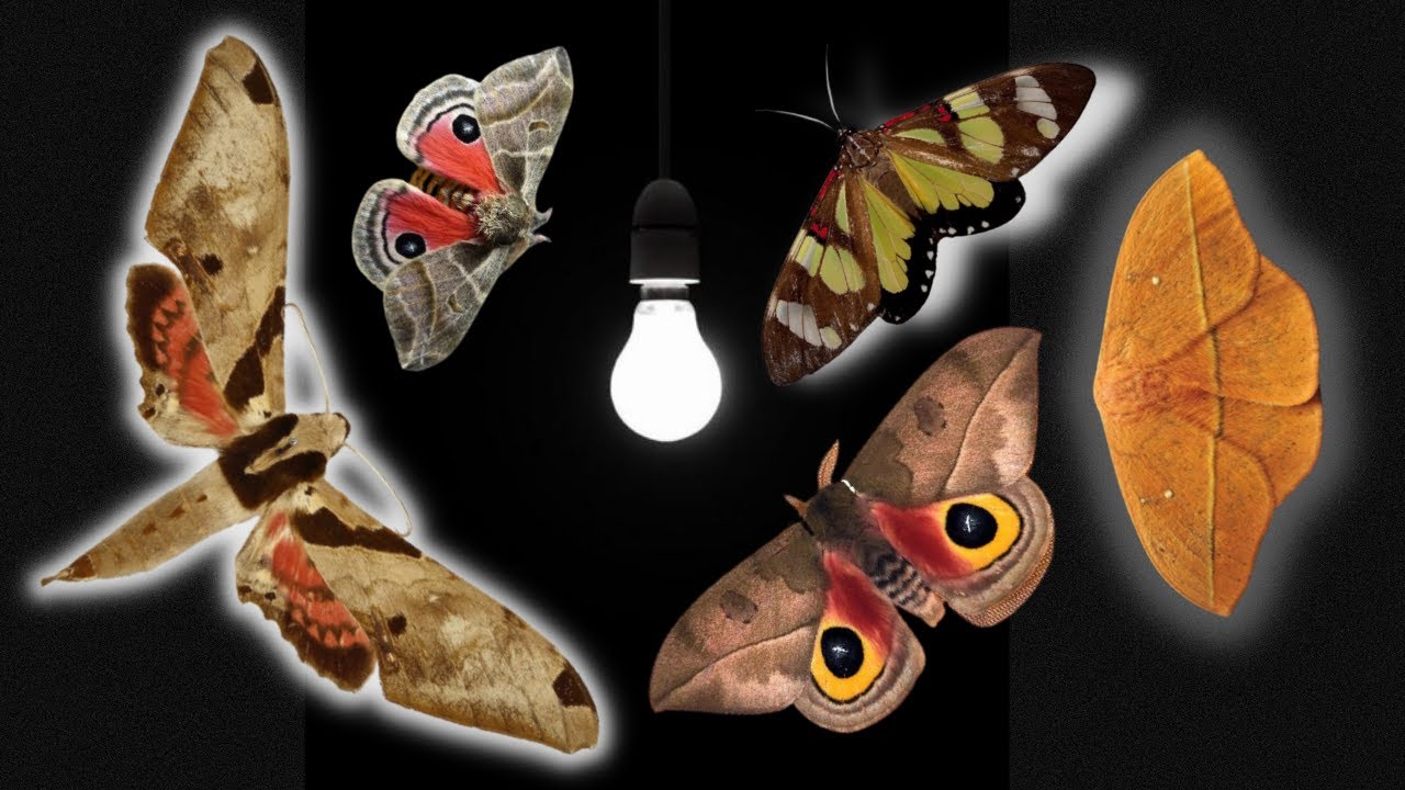 GIANT Moths love this LAMP!! [Moth-Trapping in Ecolodge Itororo / REGUA Brazil series]
