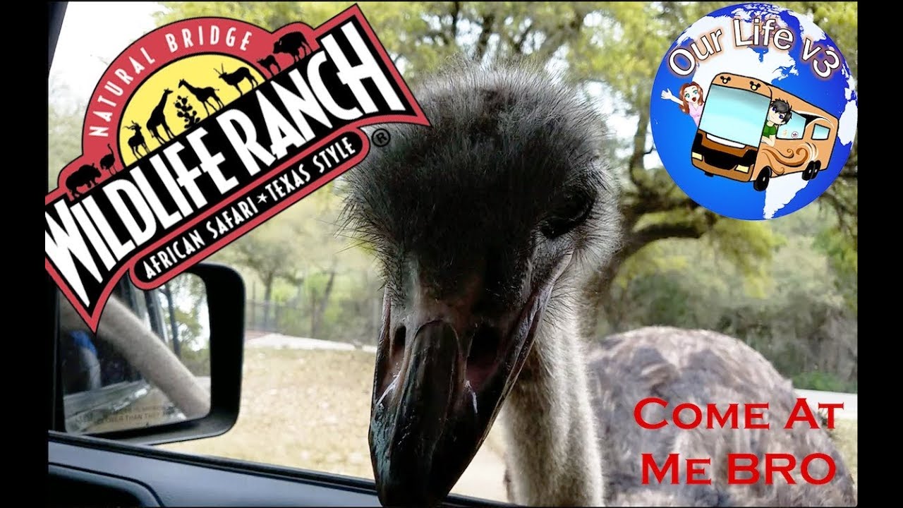 Natural Bridge Wildlife Ranch Tour