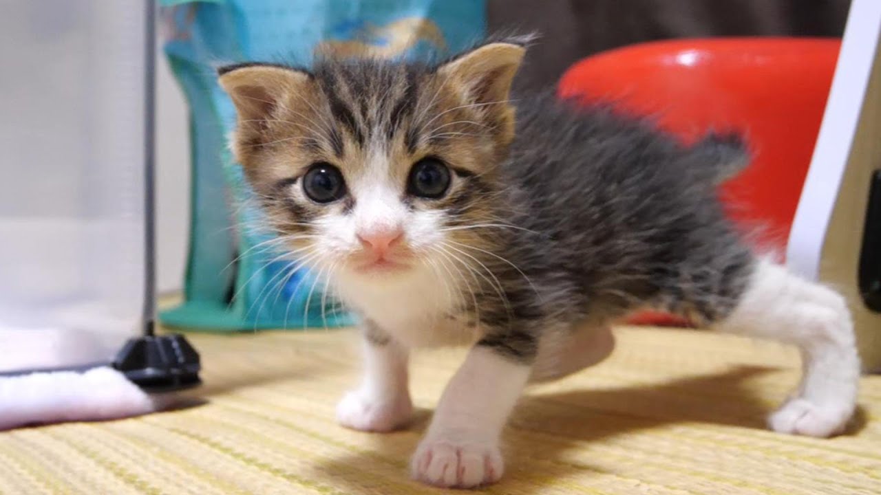 Чрезвычайная ситуация!? Котятам внезапно пришлось переехать [котёнок, кот-спасатель]