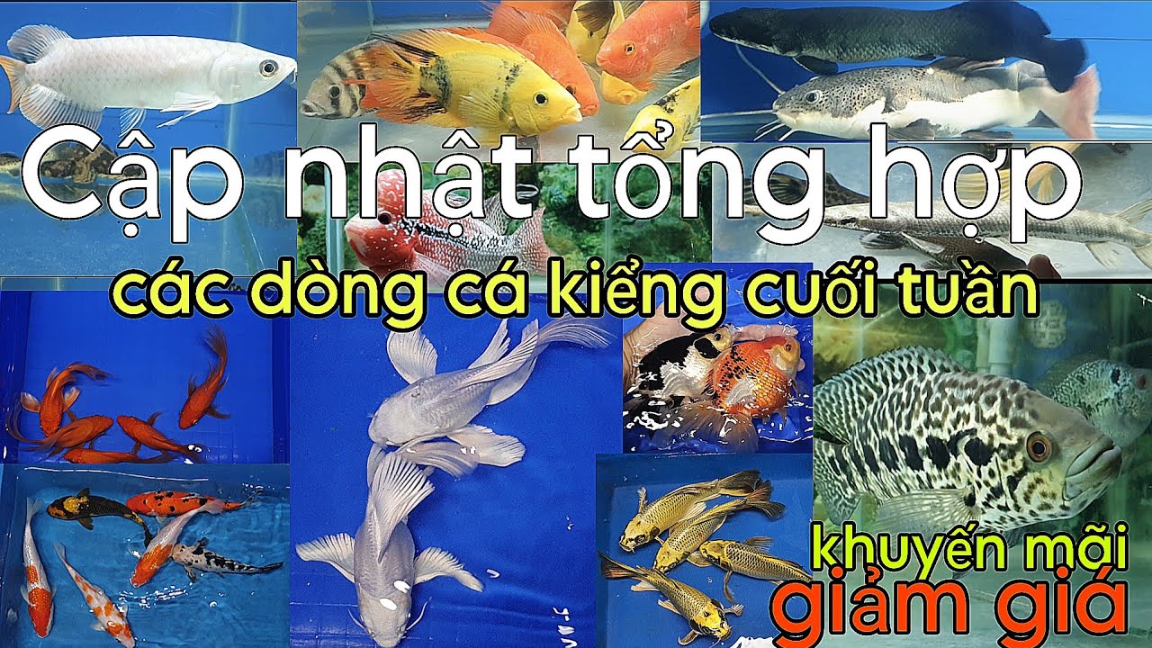 BÁO GIÁ TỔNG HỢP CÁC DÒNG CÁ KIỂNG CUỐI TUẦN
