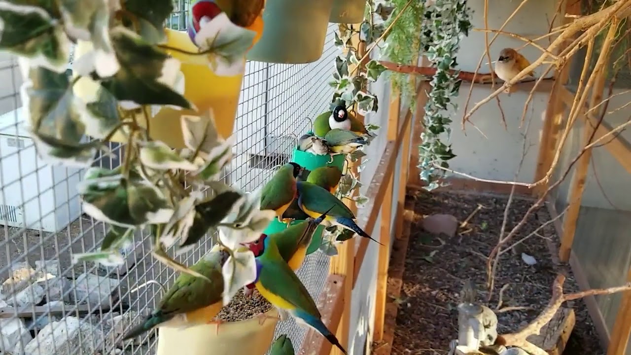 LADY GOULDIAN FINCHES, LAST CLUTCH OF THE YEAR