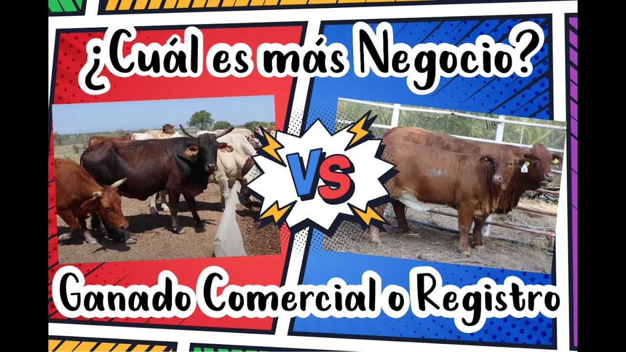 ¿Ganado Comercial vs Registro? Cual es mejor $$