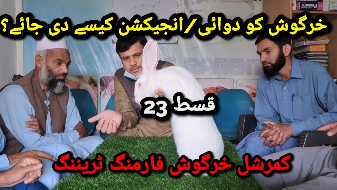 Rabbit Farming Training | Episode 23 | How to Use injectable/Oral Medicines || Weak Vs Healthy Baby