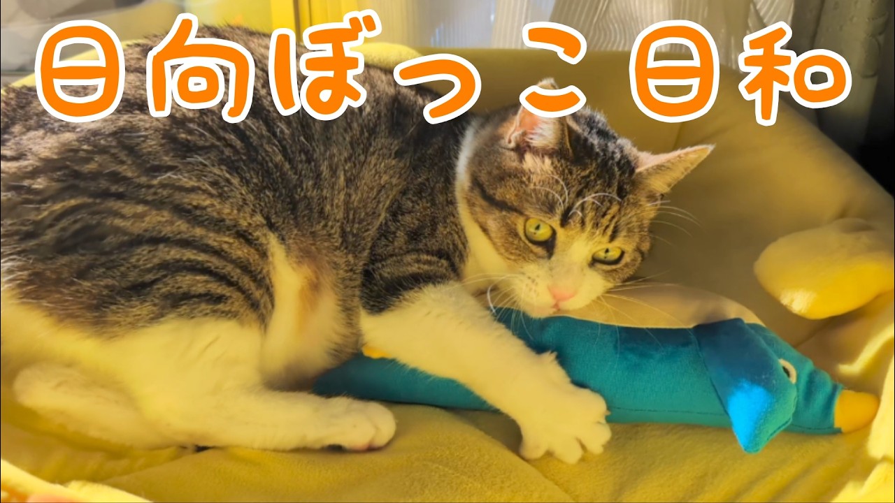 ぽかぽか日向ぼっこ♪ vol.1528