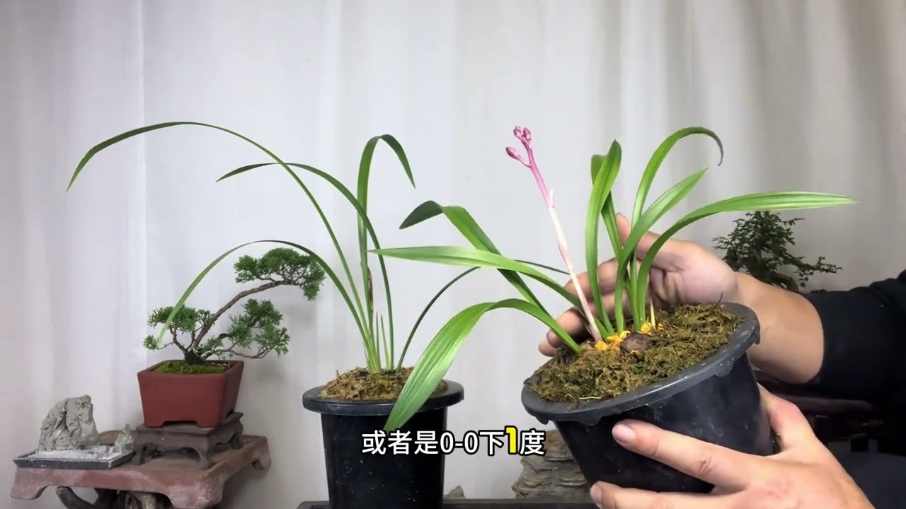 园艺师教你：把兰花搬进屋的最佳“时机”！新手赶紧看看 不同品种的兰花在不同的温度情况下，进屋的时间也不同。#春兰 #国兰 #建兰 #蕙兰 #兰花进屋