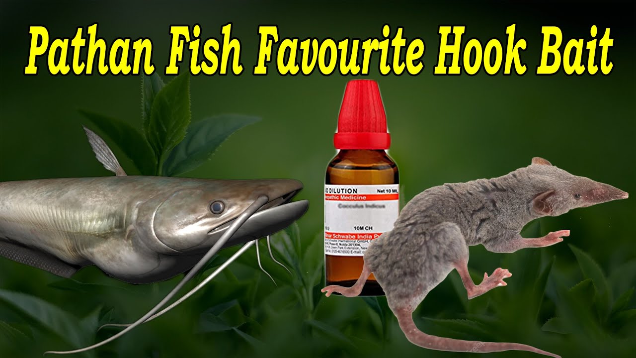 Pathan Fish Favorite Hook Baits