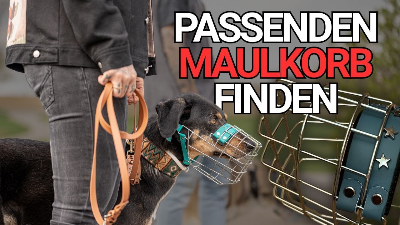Der passende Maulkorb: Spannende Challenge in der Hundetrainerausbildung