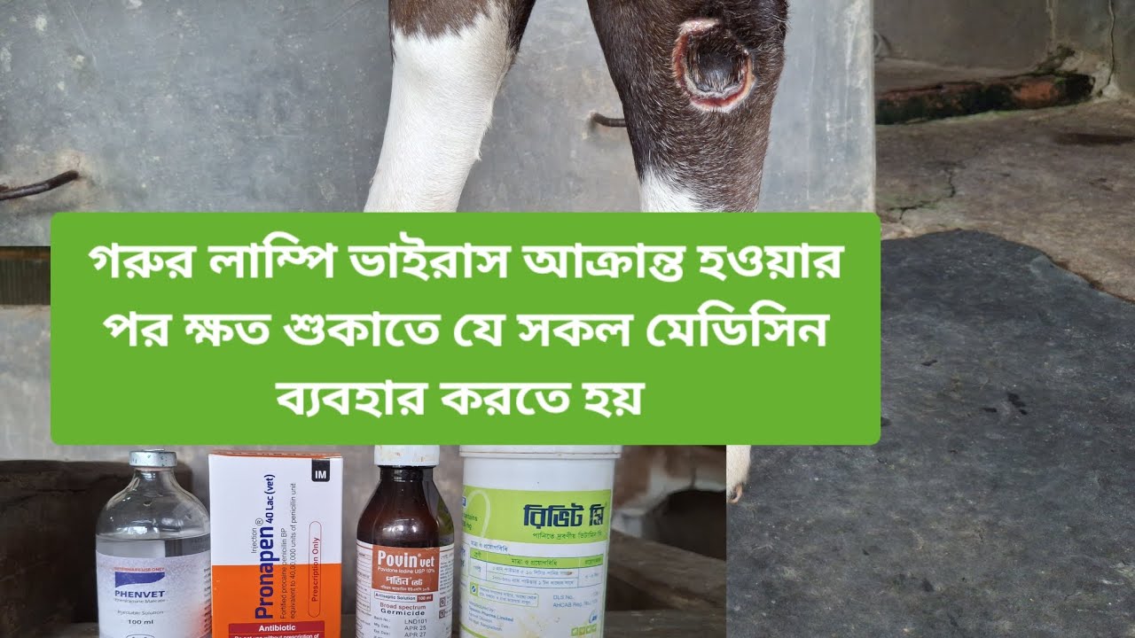 গরু লাম্পি  স্কিন ডিজিজ ক্ষতস্থান বা ঘা দ্রুত শুকাতে  যে সকল  ওষুধ সমূহ ব্যবহার করবেন তার জেনে নিন।