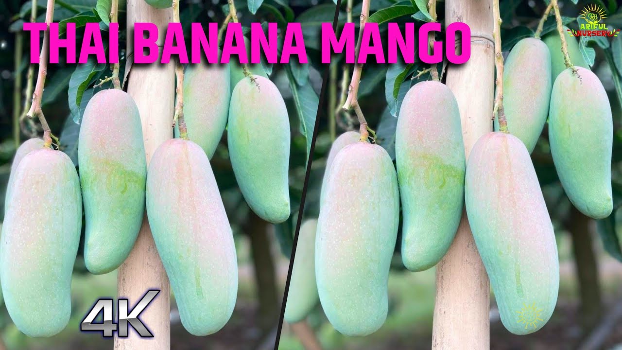 Banana Mango Fruit and Plant/9734307077/original plant available in Ariful Nursery
