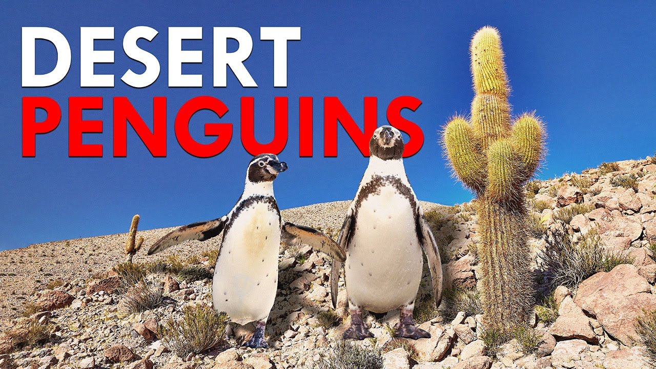 Why Are There Penguins in the Desert?