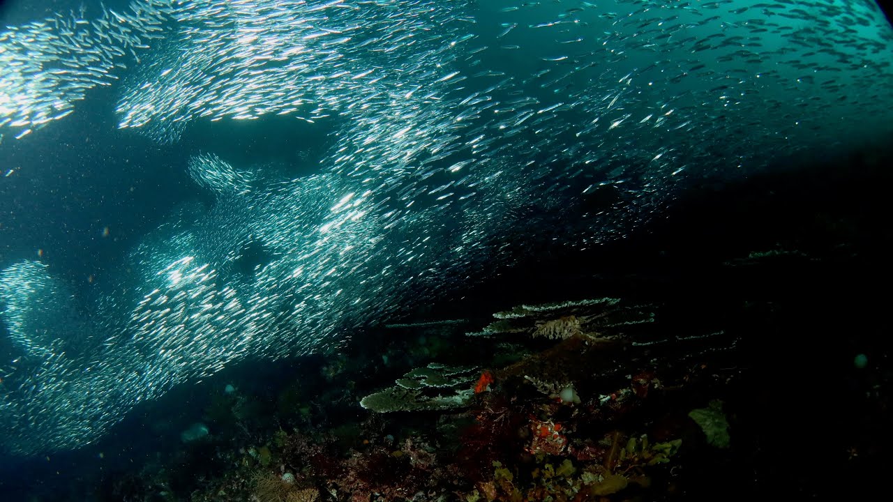 Diving Abrolhos Islands, Western Australia