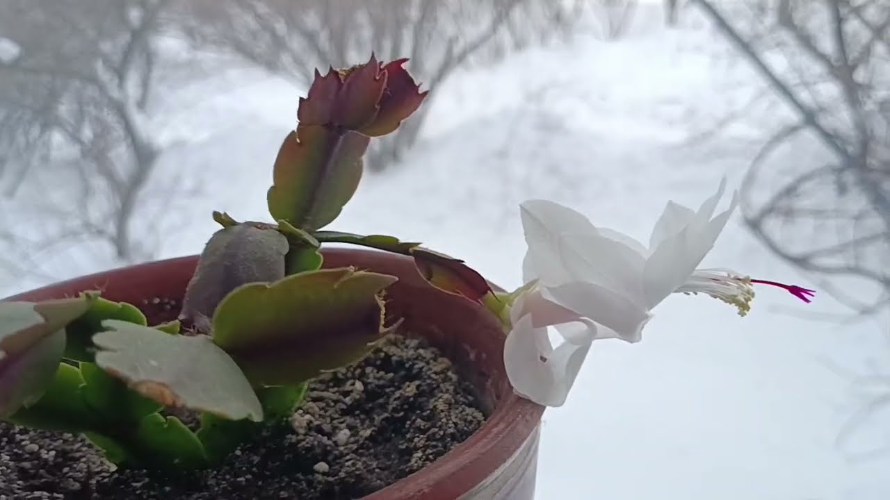 Магазины/готовлю/суп из тушёнки/конверты с сыром/пельмешки/красивое утро