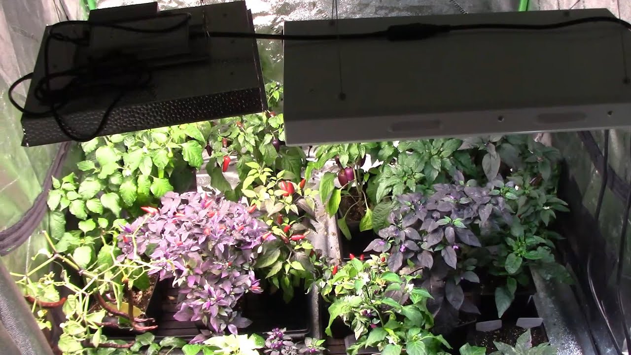 My Grow Tent, Lights, and Other Equipment I Use To Grow Plants Indoors