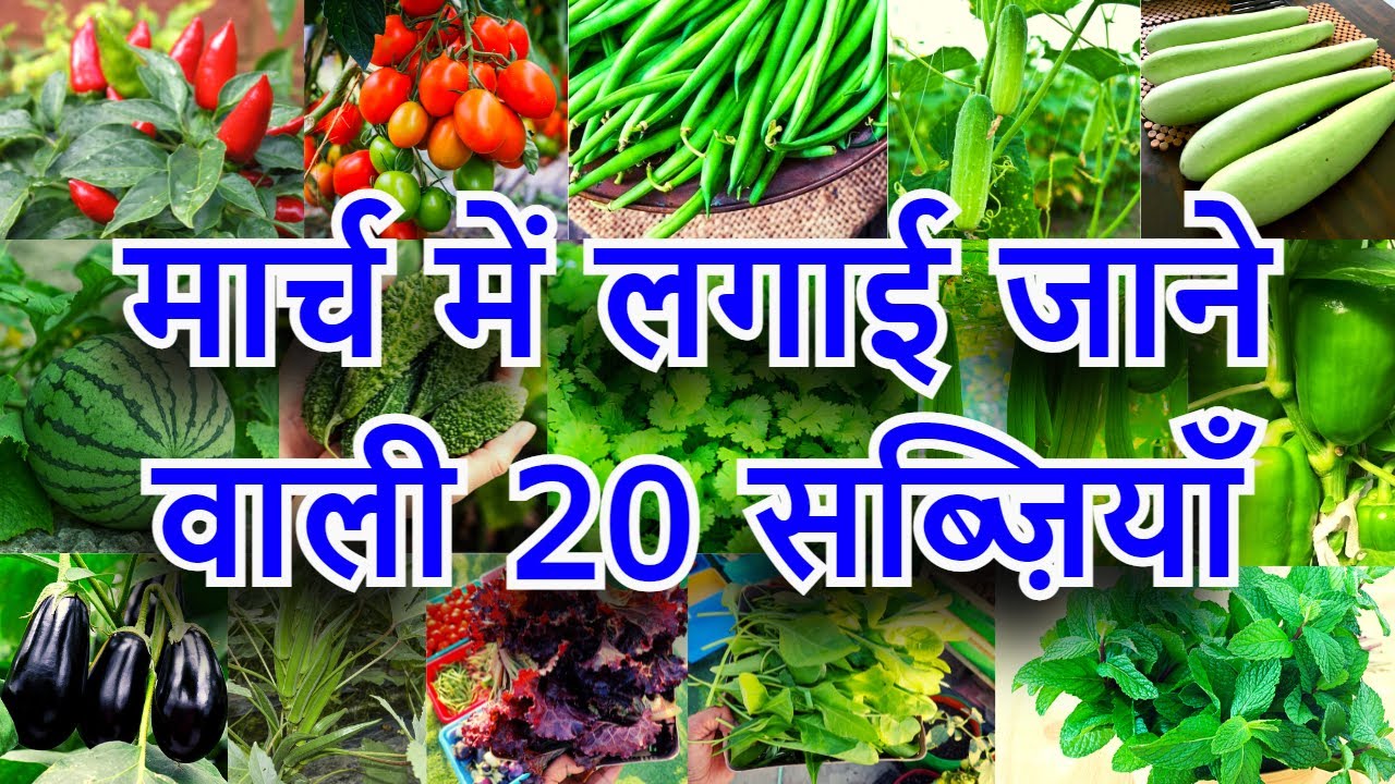 मार्च में लगाई जाने वाली सब्ज़ियाँ | March me konsi sabji lagaye | March Month Vegetable To Grow