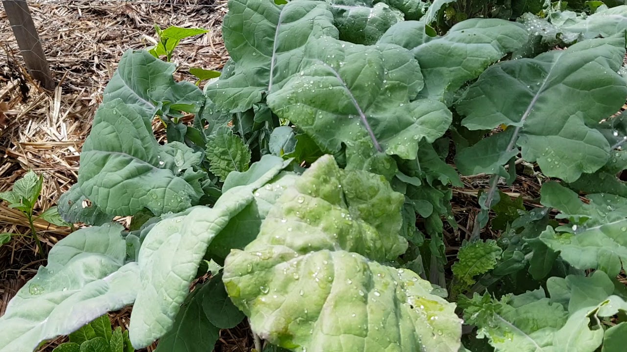 Tour of Peter Kearney summer sub tropical biodynamic veg garden - 2020