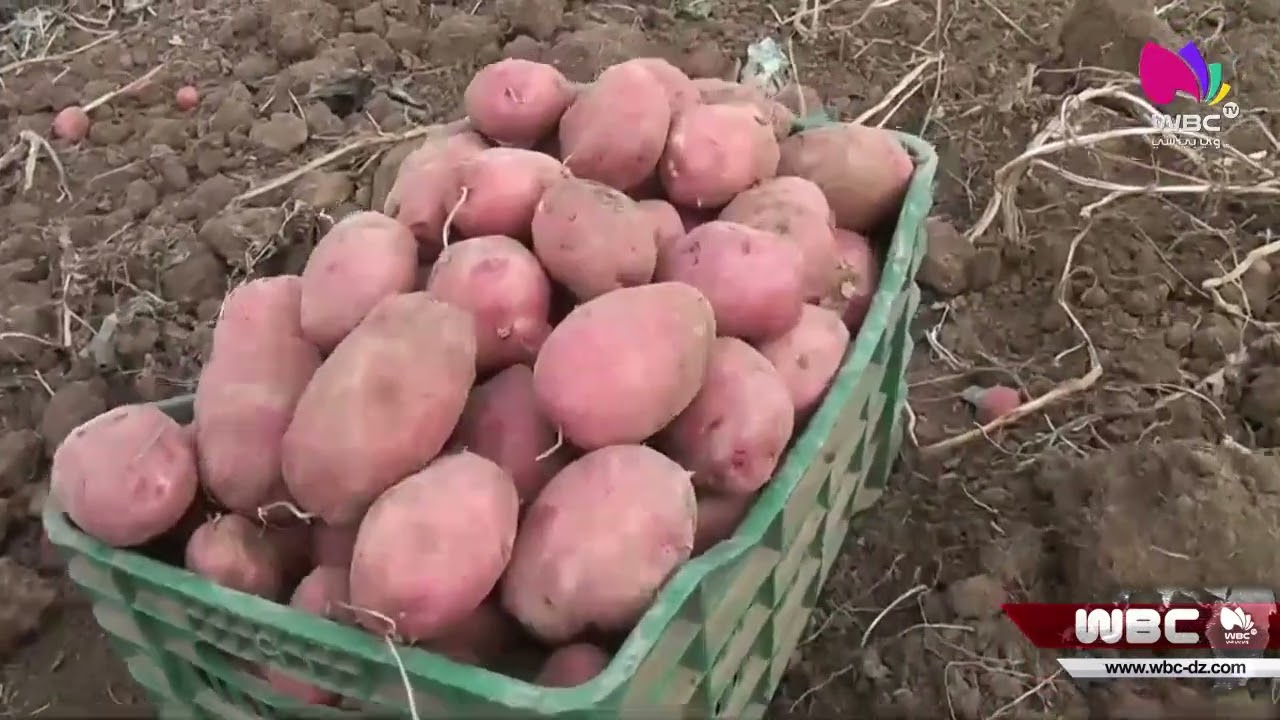 باتنة: انطلاق حملة جني البطاطا الخريفية من منطقة ذراع قلوش بعين جاسر